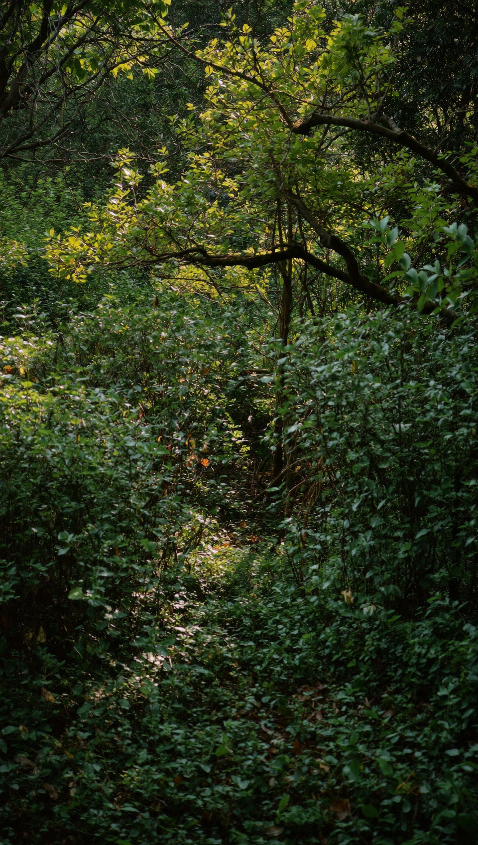 A scene from the Red River Hog story