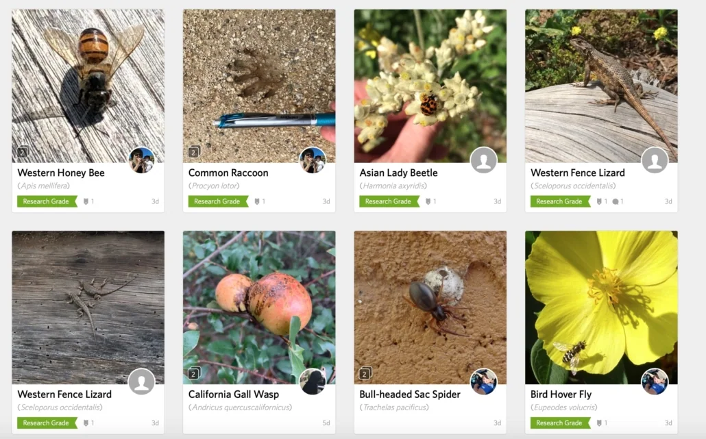 iNaturalist app banner showing wildlife observations, species identification and community review