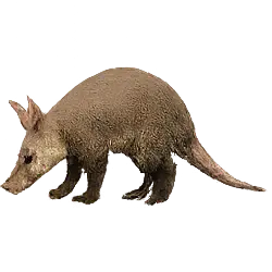 Aardvark (Orycteropus afer) thumbnail image on AnimalDex