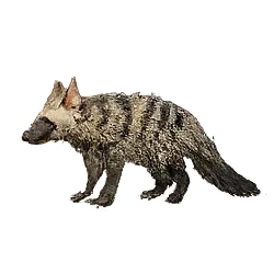 Aardwolf (Proteles cristata) thumbnail image on AnimalDex