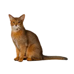 Abyssinian Cat animal lesson image on AnimalDex