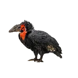 Abyssinian Ground Hornbill (Bucorvus abyssinicus) thumbnail image on AnimalDex