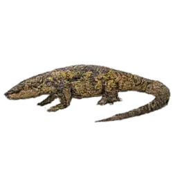 Ackie Monitor (Varanus acanthurus) thumbnail image on AnimalDex