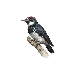Acorn Woodpecker (Melanerpes formicivorus) thumbnail image on AnimalDex