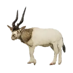 Addax (Addax nasomaculatus) thumbnail image on AnimalDex