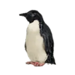Adelie Penguin (Pygoscelis adeliae) thumbnail image on AnimalDex