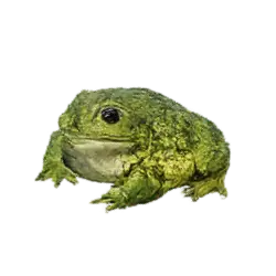 African Bullfrog (Pyxicephalus adspersus) thumbnail image on AnimalDex