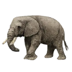 African Bush Elephant (Loxodonta africana) thumbnail image on AnimalDex
