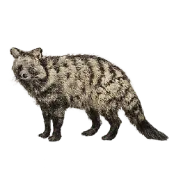 African Civet (Civettictis civetta) thumbnail image on AnimalDex