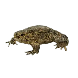 African Clawed Frog (Xenopus laevis) thumbnail image on AnimalDex