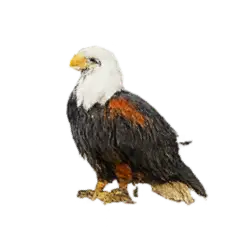 African Fish Eagle (Haliaeetus vocifer) thumbnail image on AnimalDex