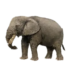 African Forest Elephant (Loxodonta cyclotis) thumbnail image on AnimalDex