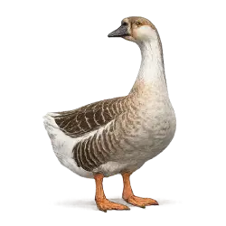 African Goose