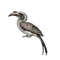 African Grey Hornbill (Lophoceros nasutus) thumbnail image on AnimalDex