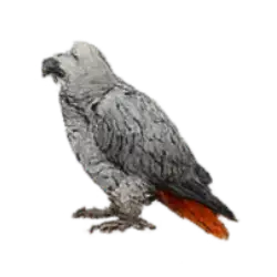 African Grey Parrot (Psittacus erithacus) thumbnail image on AnimalDex
