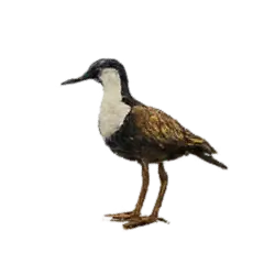 African Jacana (Actophilornis africanus) thumbnail image on AnimalDex