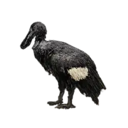 African Openbill (Anastomus lamelligerus) thumbnail image on AnimalDex