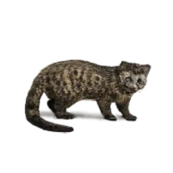 African Palm Civet animal lesson image on AnimalDex