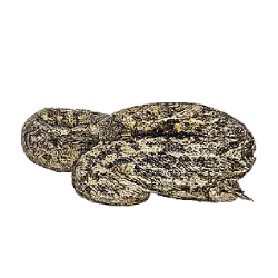 African Rock Python (Python sebae) thumbnail image on AnimalDex
