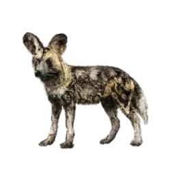 African Wild Dog (Lycaon pictus) thumbnail image on AnimalDex