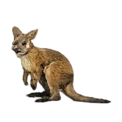 Agile Wallaby (Notamacropus agilis) thumbnail image on AnimalDex