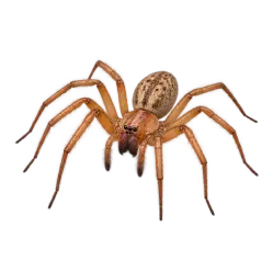 Agrarian Sac Spider (Cheiracanthium inclusum) thumbnail image on AnimalDex