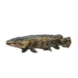 Alligator Gar (Atractosteus spatula) thumbnail image on AnimalDex