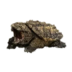 Alligator Snapping Turtle (Macrochelys temminckii) thumbnail image on AnimalDex