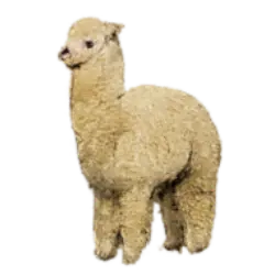 Alpaca (Vicugna pacos) thumbnail image on AnimalDex