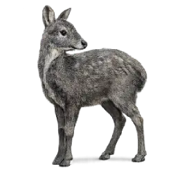 Alpine Musk Deer animal lesson image on AnimalDex