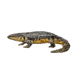 Alpine Newt (Ichthyosaura alpestris) thumbnail image on AnimalDex
