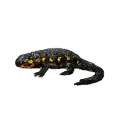 Alpine Salamander (Salamandra atra) thumbnail image on AnimalDex