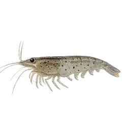 Amano Shrimp