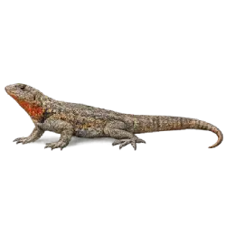 Amazon Lava Lizard