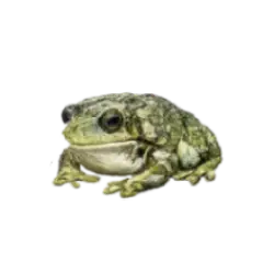 Amazon Milk Frog (Trachycephalus resinifictrix) thumbnail image on AnimalDex