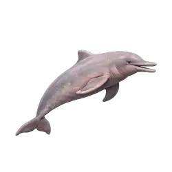 Amazon River Dolphin