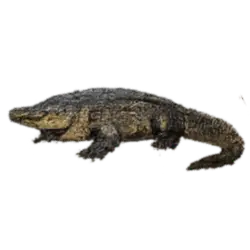 American Alligator (Alligator mississippiensis) thumbnail image on AnimalDex