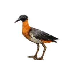 American Avocet (Recurvirostra americana) thumbnail image on AnimalDex