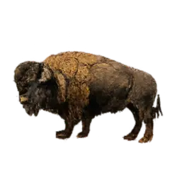 American Bison (Bison bison) thumbnail image on AnimalDex