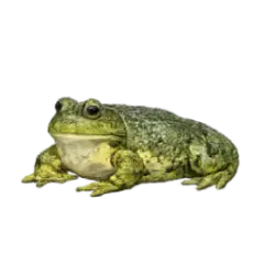American Bullfrog (Lithobates catesbeianus) thumbnail image on AnimalDex