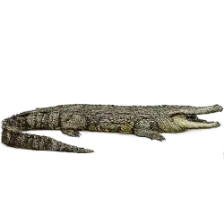 American Crocodile animal lesson image on AnimalDex
