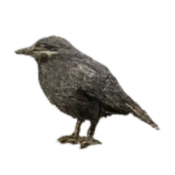 American Dipper (Cinclus mexicanus) thumbnail image on AnimalDex