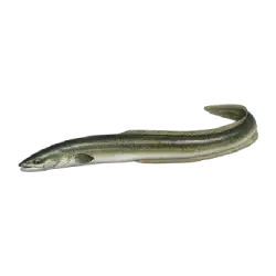 American Eel (Anguilla rostrata) thumbnail image on AnimalDex