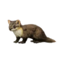 American Marten (Martes americana) thumbnail image on AnimalDex