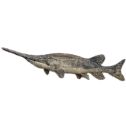 American Paddlefish (Polyodon spathula) thumbnail image on AnimalDex