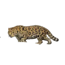 Amur Leopard (Panthera pardus orientalis) thumbnail image on AnimalDex