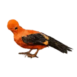 Andean Cock-of-the-rock (Rupicola peruvianus) thumbnail image on AnimalDex