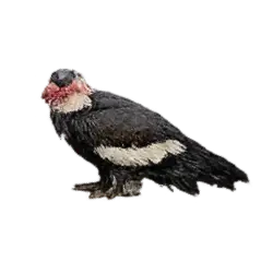 Andean Condor (Vultur gryphus) thumbnail image on AnimalDex