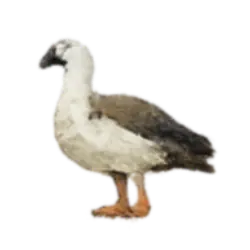 Andean Goose (Chloephaga melanoptera) thumbnail image on AnimalDex