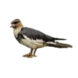 Andean Lapwing (Vanellus resplendens) thumbnail image on AnimalDex